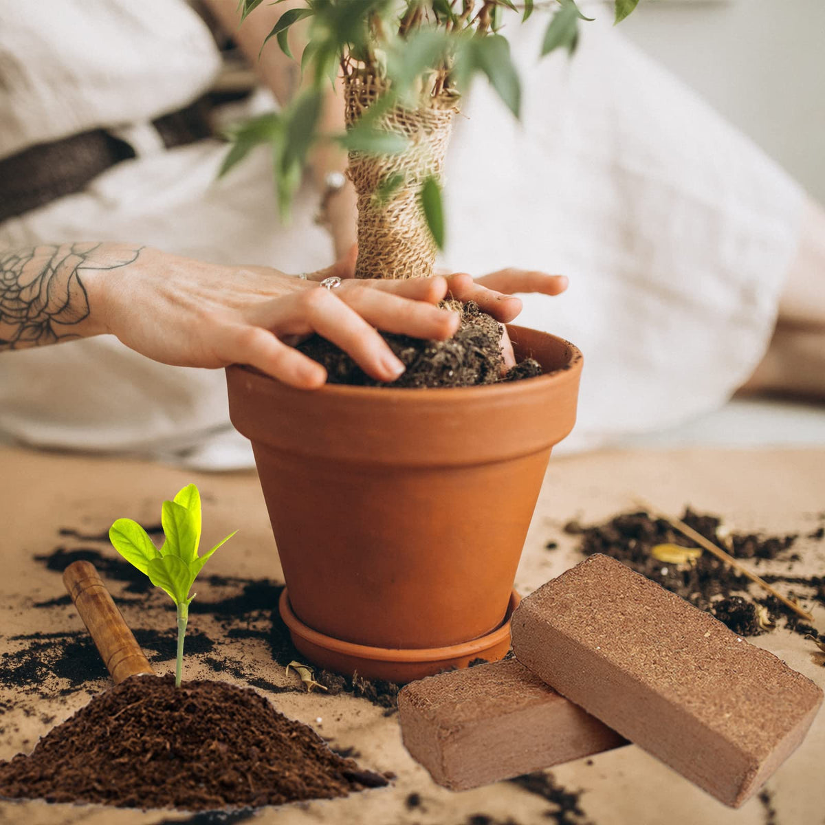 ZeeDix lightweight root-supporting base fosters healthy root development.