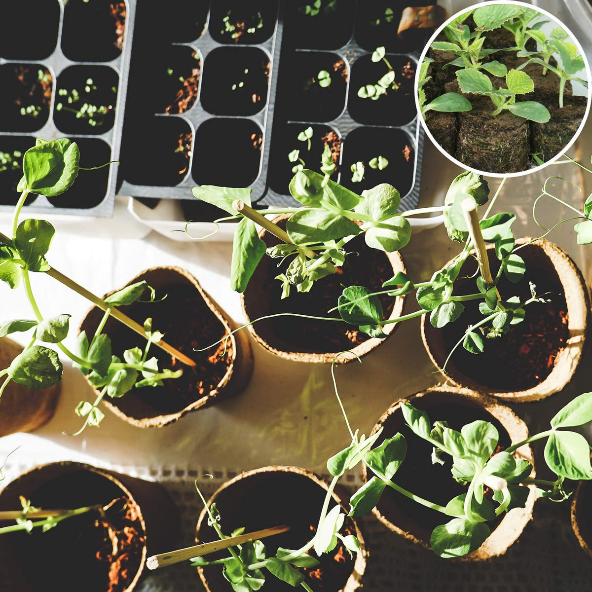 ZeeDix seed starter pack shown on a windowsill garden