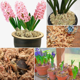 Carnivorous plants thriving with ZeeDix sphagnum moss substrate