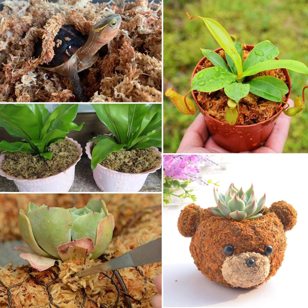 ZeeDix sphagnum for carnivorous plants provides airy, well-drained substrate.
