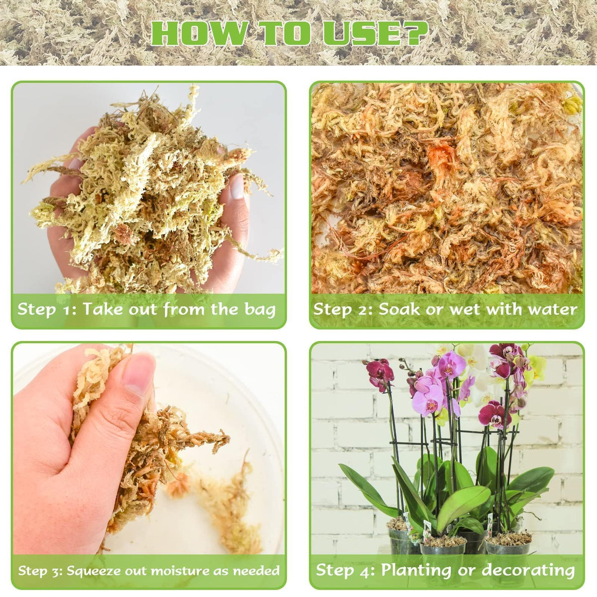 ZeeDix sphagnum moss ideal for terrarium use and decorative plant landscapes.