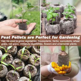 ZeeDix transplant-ready seedlings ready for pots or garden beds.