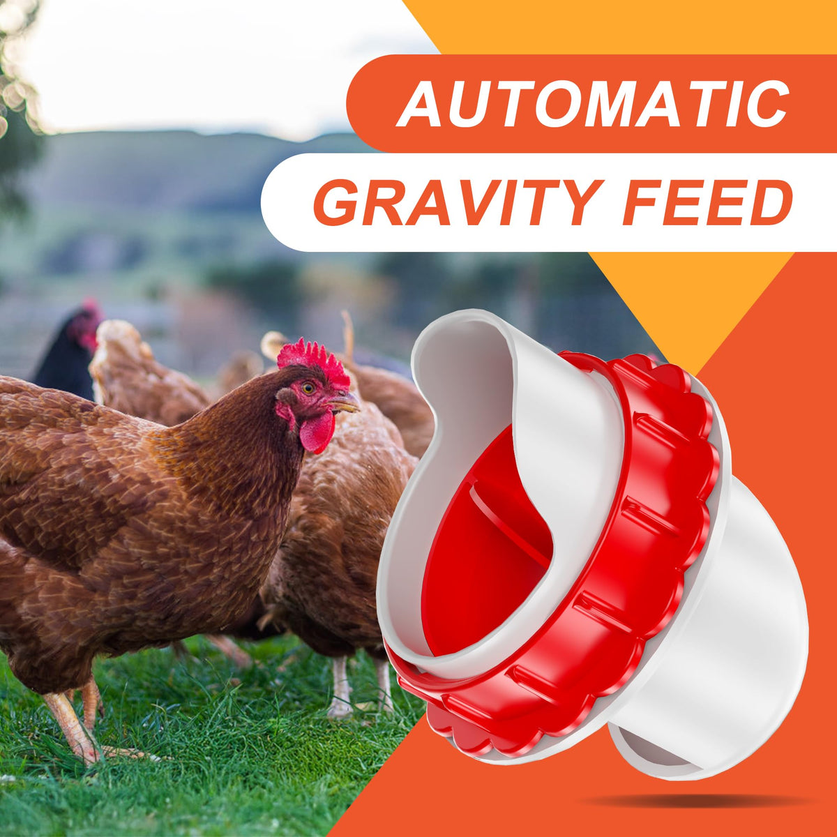 ZenxyHoC anti-waste chicken feeder in coop demonstrates cleanup benefits.