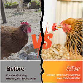 ZenxyHoC universal poultry solution supports chickens, ducks, quails, and small geese.