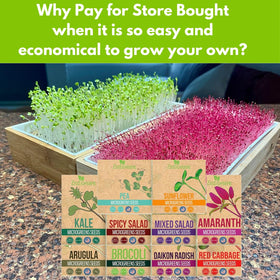 ZESTIGREENS arugula microgreens seeds peppery flavor for sandwiches