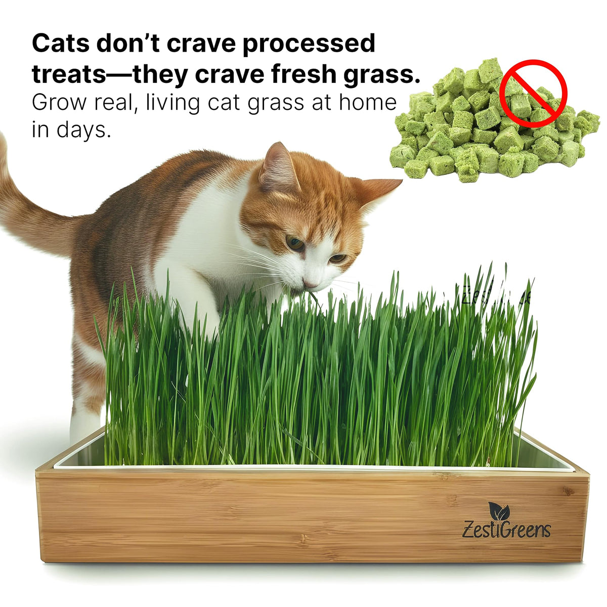 ZESTIGREENS cat grass kit shown with bamboo frame and reusable tray for a neat home.