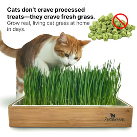 ZESTIGREENS cat grass kit shown with bamboo frame and reusable tray for a neat home.