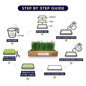 ZESTIGREENS cat grass seed packets ready to sow for fresh greens.