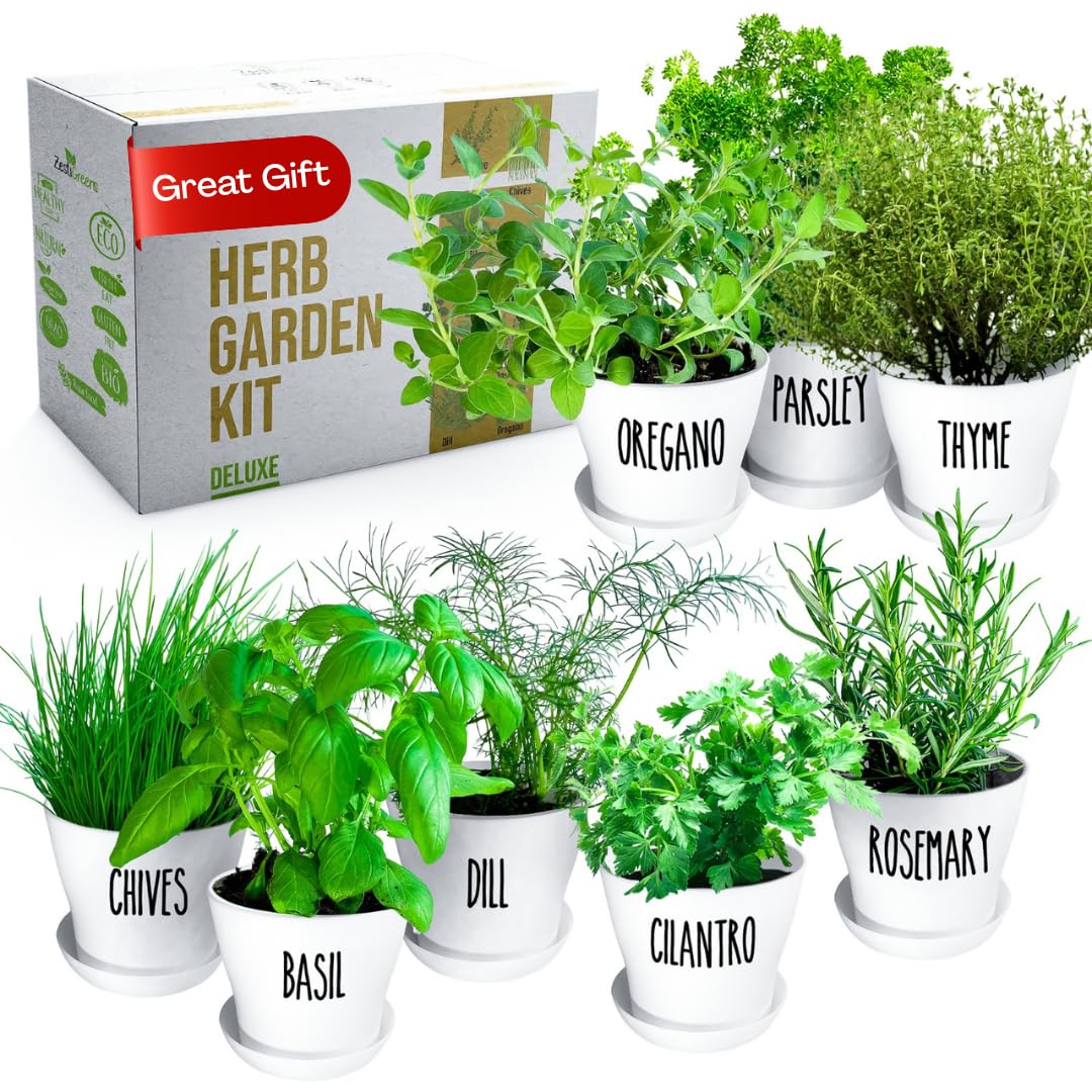 ZESTIGREENS Deluxe herb garden kit pots on a windowsill for easy fresh herbs