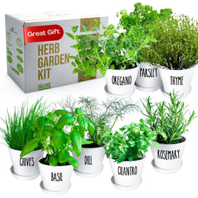 ZESTIGREENS Deluxe herb garden kit pots on a windowsill for easy fresh herbs