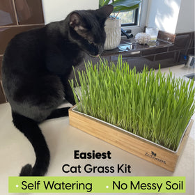 ZESTIGREENS hemp mat supports soil-free, clean growth of cat grass.