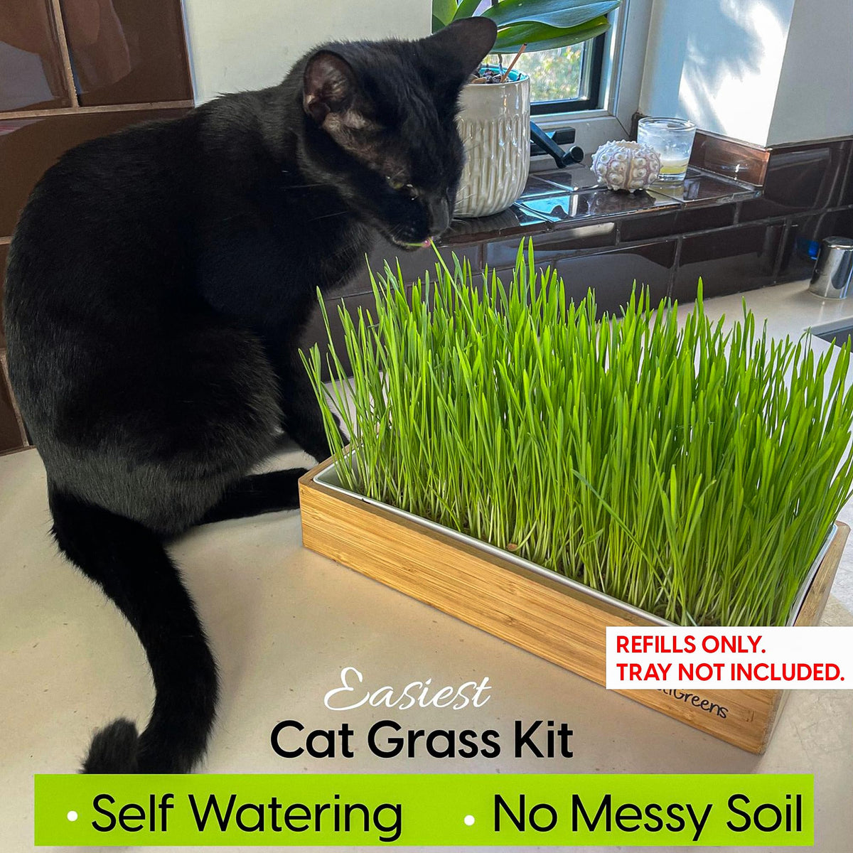 ZESTIGREENS hemp mats provide stable support for soil-free sprouting.