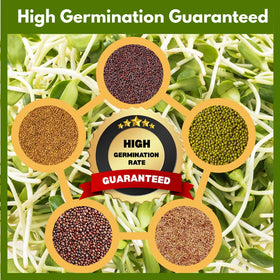 ZestiGreens mung bean seed pack for protein-rich sprouts.