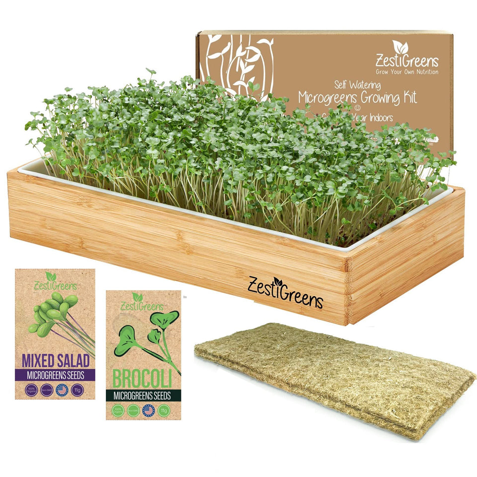 ZESTIGREENS organic self-watering microgreens kit tray for effortless kitchen growing