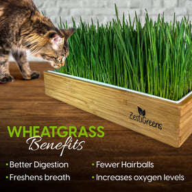 ZESTIGREENS ready-to-grow setup enables 5–7 day harvest for cats.
