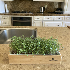 ZESTIGREENS arugula seed packets for peppery microgreens at home