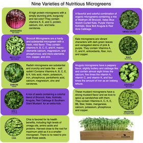 ZESTIGREENS broccoli seed packets for crisp microgreens harvest