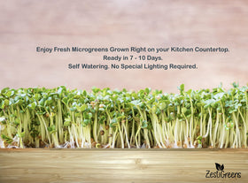 ZESTIGREENS daikon radish seed packets for a crunchy bite