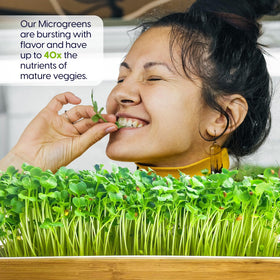 ZESTIGREENS Superfood Mix seeds include broccoli kale and arugula