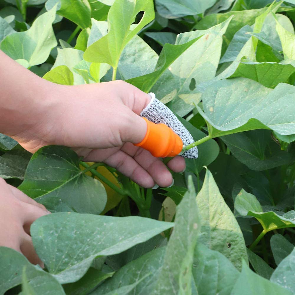ZGYFJCH ideal for picking vegetables and fruits like cucumbers and tomatoes.