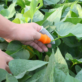 ZGYFJCH ideal for picking vegetables and fruits like cucumbers and tomatoes.