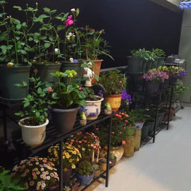 Zhongma 3-tier plant stand top-down shows compact footprint for indoor use