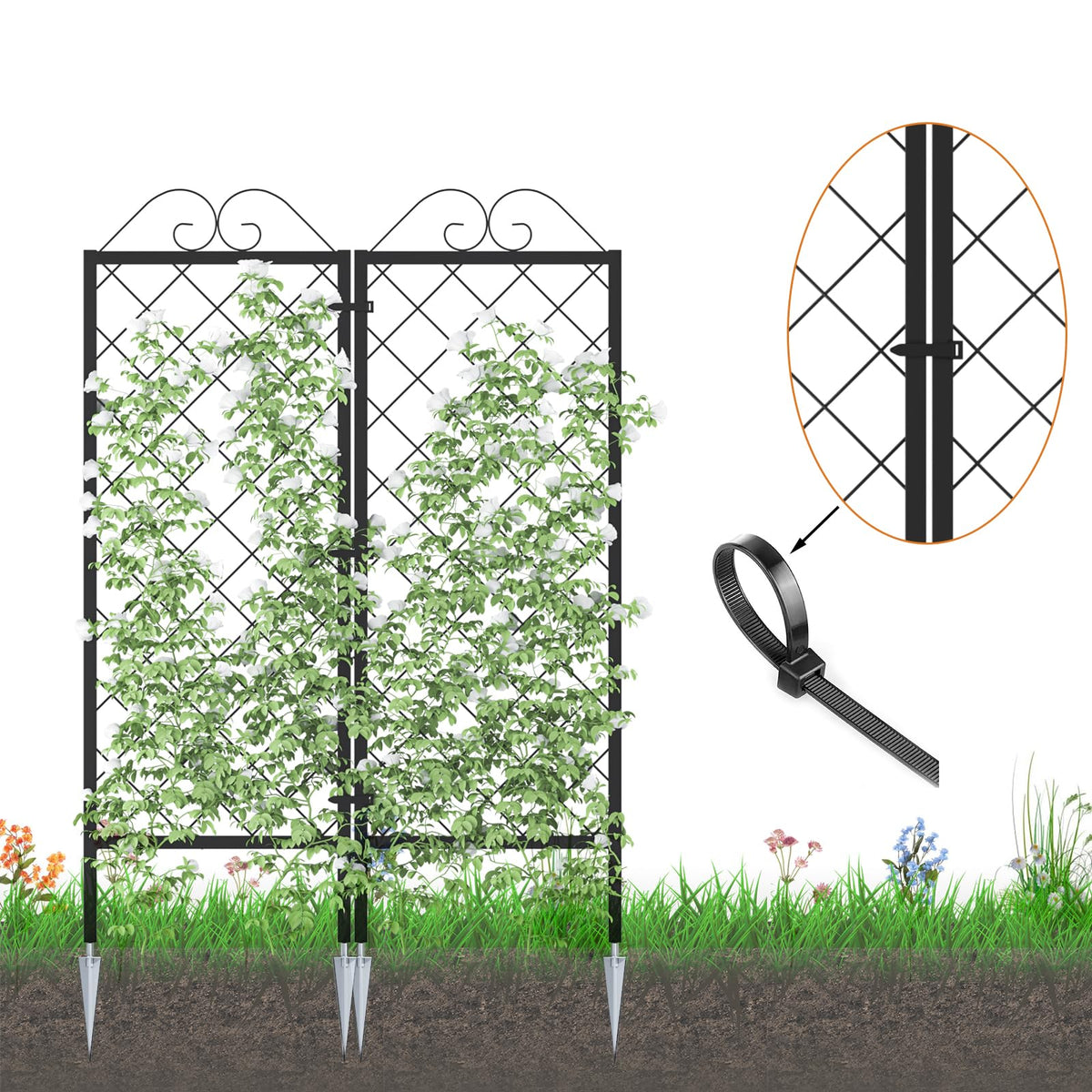 Zhongma powder-coated frame trellis, rustproof and weather resistant for outdoor use.