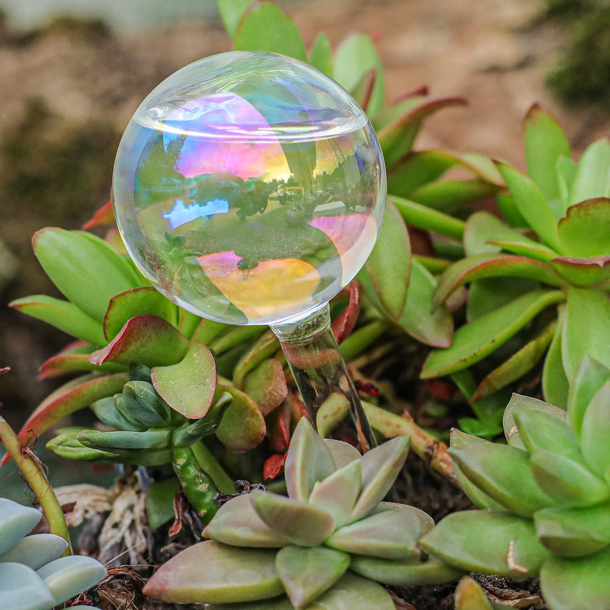 zHzHGuo hanging plant globes provide elegant, low-maintenance moisture for thriving plants.