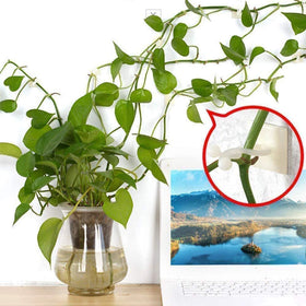 ZIBo indoor wall fixation supports plants and cables neatly.