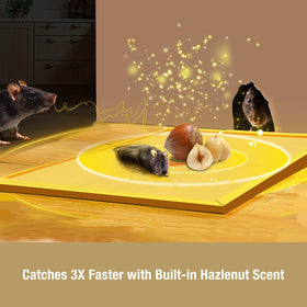ZingZap glue board with hazelnut scent lure attracting pests