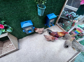 ZINZINULER easy-install hanging kit for quick coop setup