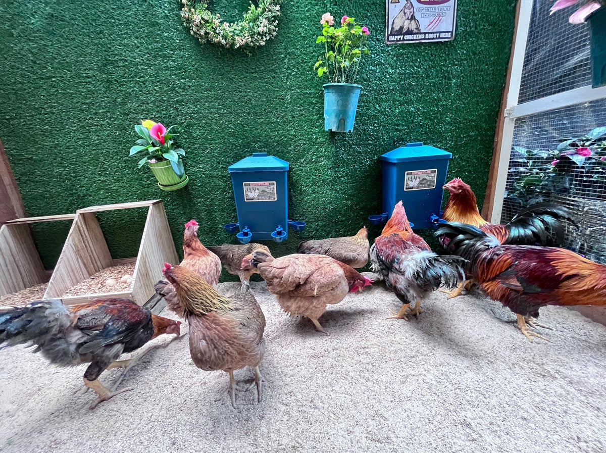Waterer mounted on fence or wall for clean coop space.