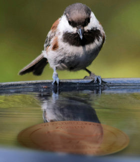 ZOBUU universal fit disk compatible with most outdoor bird baths