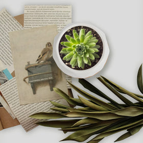 ZOUTOG 12-pack keeps indoor greenery organized and stylish.
