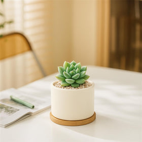 ZOUTOG premium ceramic planters arrive well-packaged, ready for gifting and setup