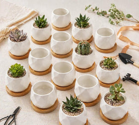 ZOUTOG succulent pot with bamboo tray helps manage moisture and protect surfaces.