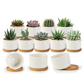 ZOUTOG succulent pots 3.1 inch with drainage holes for healthy watering on a sunny windowsill
