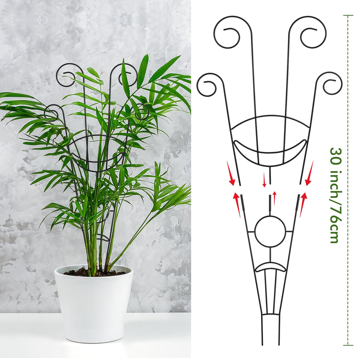 ZOUTOG trellis robust iron construction supports vigorous vines.