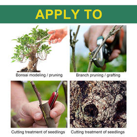 Zriechs grafting paste on a Bonsai branch for smooth growth