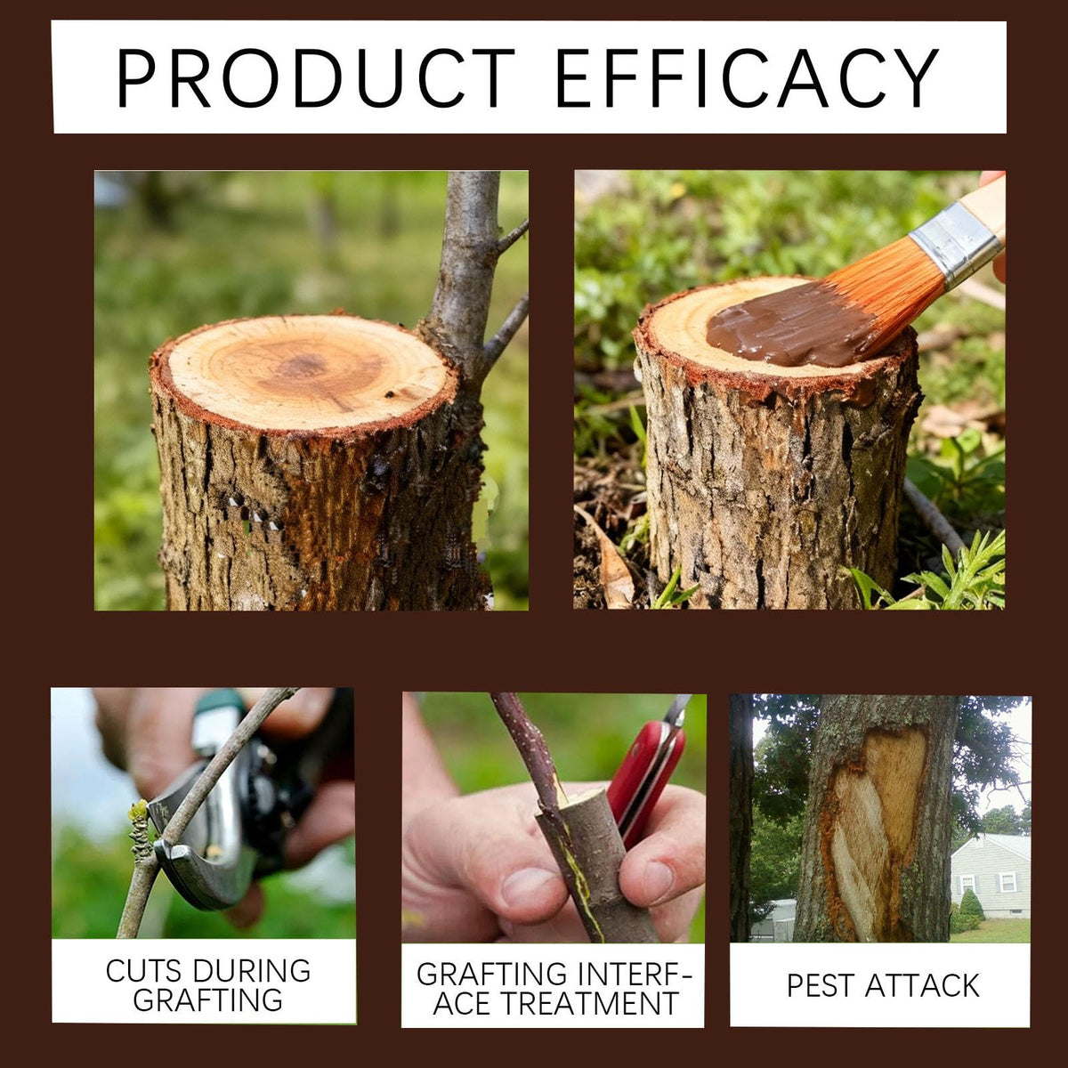 Zriechs sealer applied to a wound on a pruning site