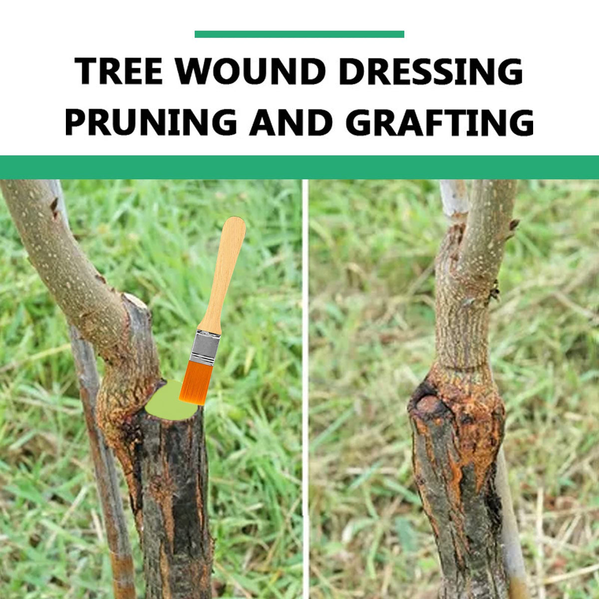 Zriechs Tree Wound Sealer on bonsai pruning aids faster wound closure.