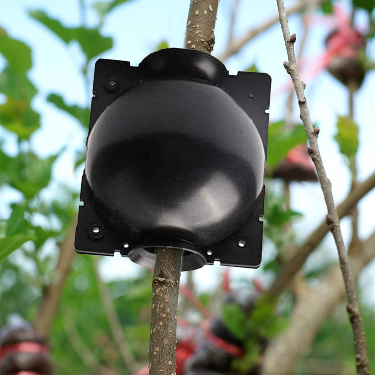 ZUCKBOX air-layering propagation kit shown for fast root development.