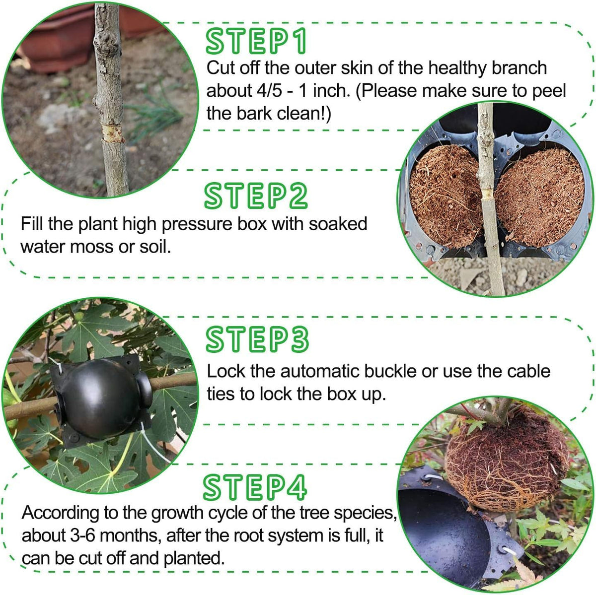 ZUCKBOX rooting box used on roses and camellias for easy cloning.