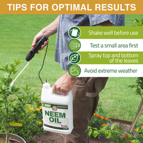 Zuprime Nani’s Neem Oil Spray application demonstrates efficient spraying.