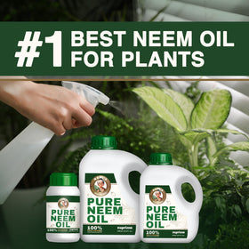 Leaves show healthy glow after neem oil application