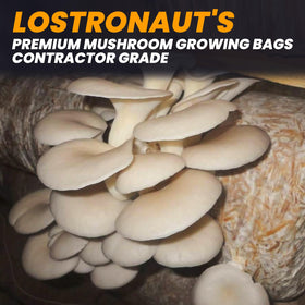 ZWXT complete mushroom growing kit ready for spores or liquid culture.