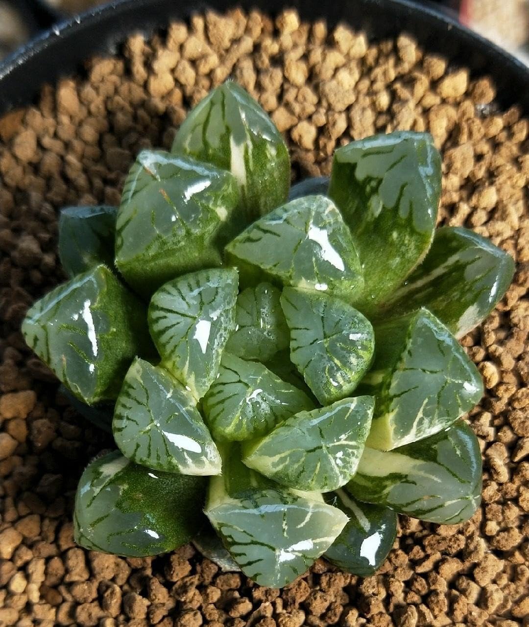 ZzbTwinkle Akadama porous structure supports healthy roots in succulents.