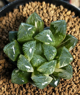 ZzbTwinkle Akadama porous structure supports healthy roots in succulents.