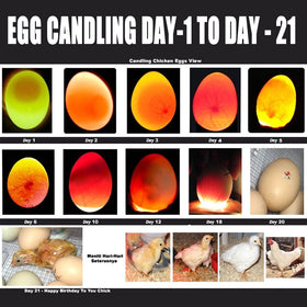 ZZBUY Egg Candler Light contains a 1200mAh battery for long sessions