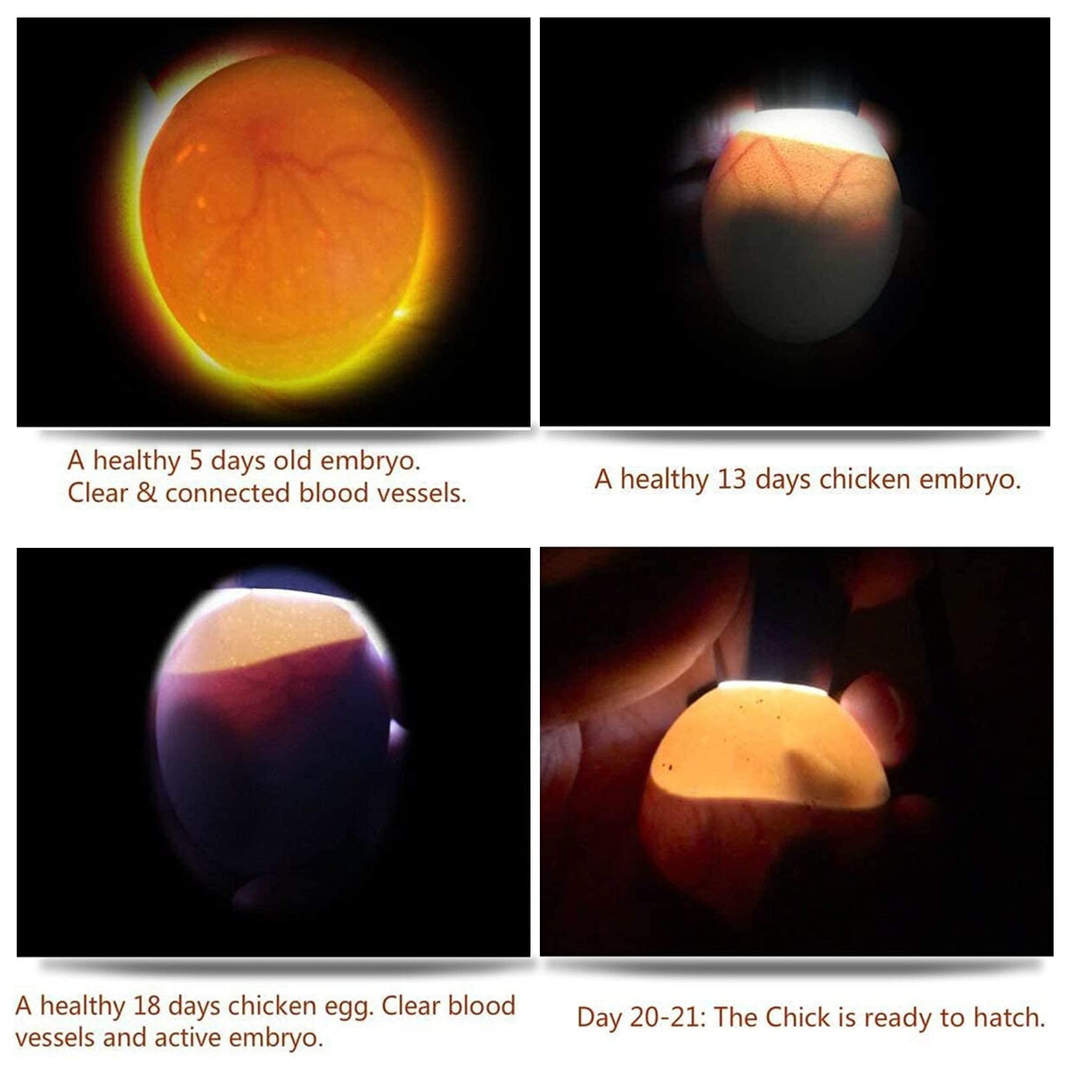 ZZBUY Egg Candler Light is compact and portable for any coop